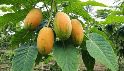  Bountiful harvest of tropical fruit in a lush orchard