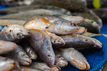 Dead fish in fish market. Closeup shot.