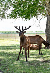 An adult deer was maral in a field against the background of the mountains of Buryatia, the village of Arshan. Tunka Valley.