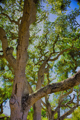 Fototapeta premium Hiking in Los Osos State Park