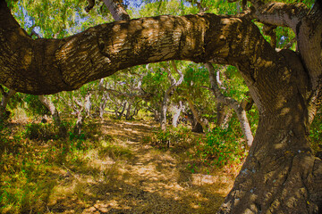 Obraz premium Hiking in Los Osos State Park