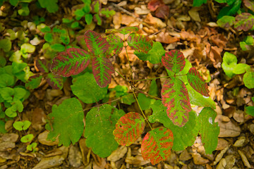 Hiking in Los Osos State Park