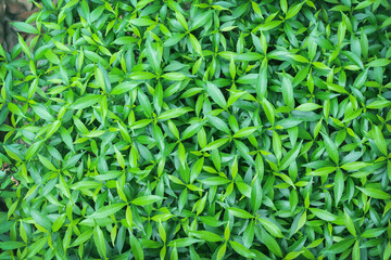 Colorful green leaf plant field top view background of sampaguita jasmine flower  in garden