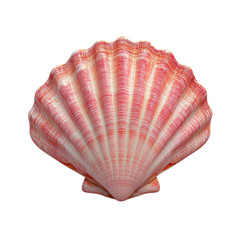 Close up of a pink scallop shell with detailed ridges and textures. Perfect for marine, beach, and nature themes