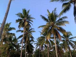 Coconut Palm Trees Under a Bright Blue Sky. A view of tall coconut palm trees reaching up towards a bright blue sky. The trees form a dense canopy, creating a sense of serenity and tranquility.