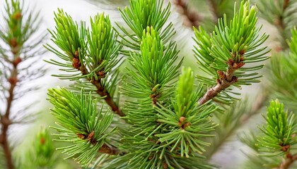  Vibrant green pine needles in closeup
