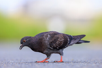 歩道で餌を探す野生のハト