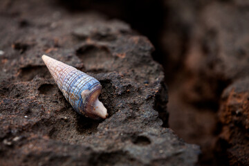 Shell on a rock