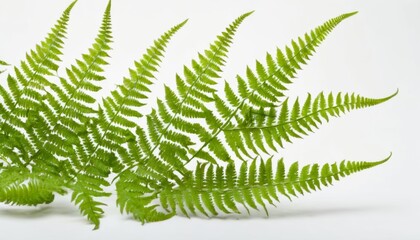  Vibrant green fern leaves against a white background
