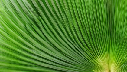 Obraz premium Vibrant green palm leaves in closeup