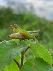 Oxya japonica insect, green insect, tuk ka tan, Tak ka tan na