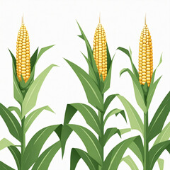 corn isolated on white