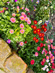 African plants and flowers in Auckland Botanic Garden in New Zealand, winter day.