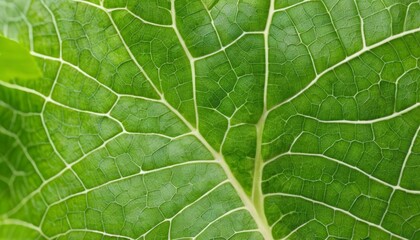 Obraz premium Vibrant green leaf with intricate vein pattern