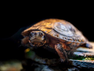 キボシイシガメのアップ