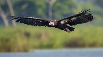 Obraz premium A White-backed Vulture Soaring Over Water with Wings Spread