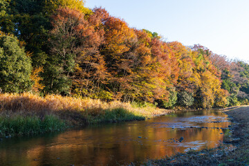 日本の風景・秋　埼玉県嵐山町　紅葉の嵐山渓谷