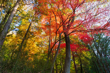 日本の風景・秋　埼玉県嵐山町　紅葉の嵐山渓谷