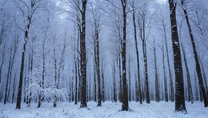 Fototapeta premium Snowy serenity in a winter wonderland