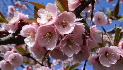 Fototapeta premium Blooming beauty A tree adorned with delicate pink blossoms