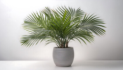 Obraz premium Houseplant isolated on white background with a grey Kentia Palm Tree in a pot