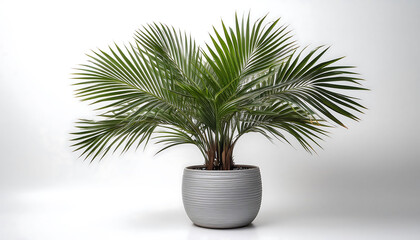 Obraz premium Houseplant isolated on white background with a grey Kentia Palm Tree in a pot