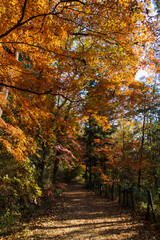 Obraz premium 日本の風景・秋 埼玉県嵐山町 紅葉の嵐山渓谷