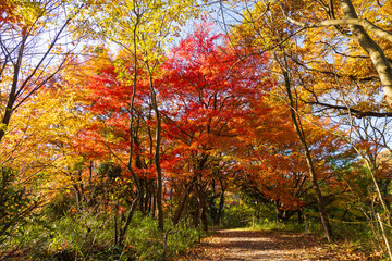 Naklejka premium 日本の風景・秋 埼玉県嵐山町 紅葉の嵐山渓谷