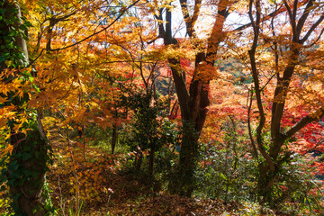 日本の風景・秋　埼玉県嵐山町　紅葉の嵐山渓谷