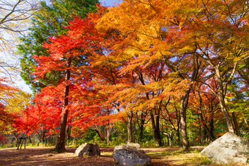 日本の風景・秋　埼玉県嵐山町　紅葉の嵐山渓谷