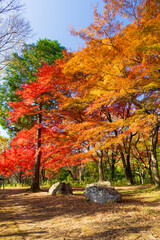 日本の風景・秋　埼玉県嵐山町　紅葉の嵐山渓谷