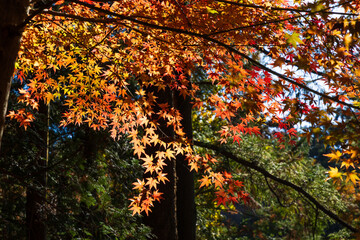 日本の風景・秋　埼玉県嵐山町　紅葉の嵐山渓谷