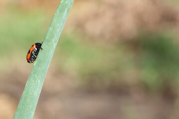 A small ladybug is peacefully sitting on a vibrant green stick