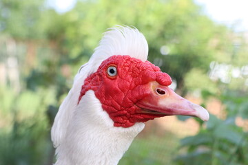 A detailed closeup view of a duck head showcasing its red beak
