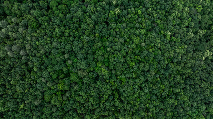 Aerial view nature green forest and green tree forest texture background, Texture and background green tree forest view from above, Nature conservation ecosystem.