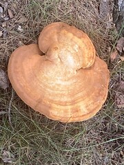 mushroom in the forest