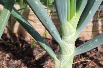 Obraz premium Closeup of a thriving green onion plant in a welltended garden
