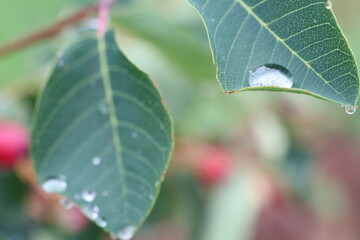 Closeup of a green leaf with water drops on its surface