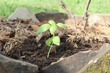 A small green plant is thriving and growing out of the soil in a rock planter