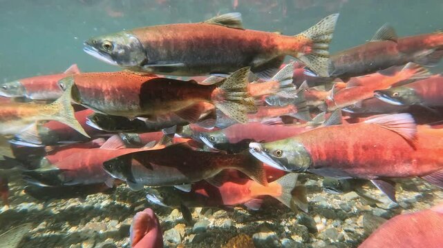 Kokanee salmon spawning upstream in creek, underwater video