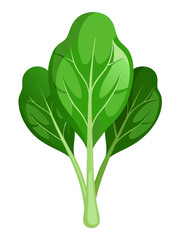 illustration of spinach isolated on white background