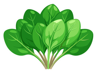 illustration of spinach isolated on white background