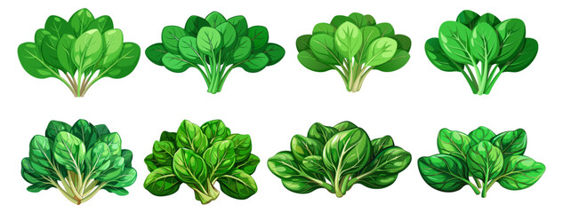 illustration of spinach isolated on white background