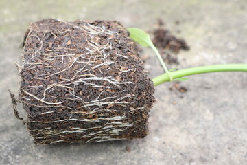A detailed closeup of a vibrant plant showing its roots and stem