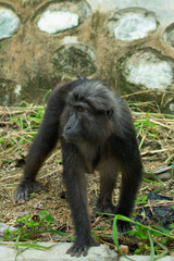 Sulawesi black macaques (Macaca tonkeana), endemic to Sulawesi.