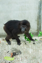 black macaques (Macaca tonkeana), endemic to Sulawesi.