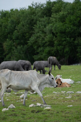 buffalo and cow in the field