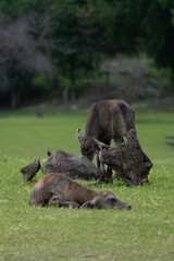 buffalo in the field