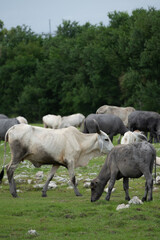 Obraz premium cows in the field