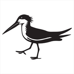 Fototapeta premium Black Skimmer Silhouette, Rynchops Niger Bird Clipart, Black Skimmer walking head turned right Illustration in black and white 